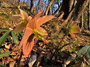 70 Ellebori (Helleborus niger) in fruttescenza